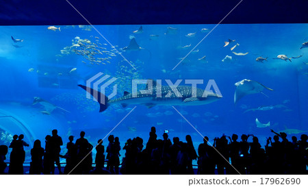 美麗海水族館 美麗海水族館 17962690