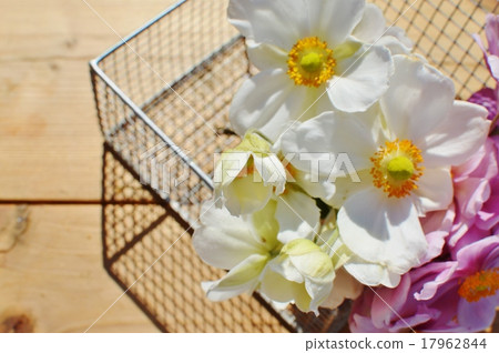 Shumayigiku 17962844