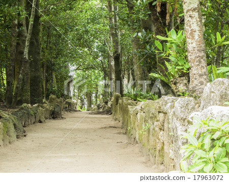 Fukugi trees in Bise 17963072
