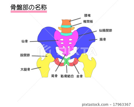 骨盆 17963367