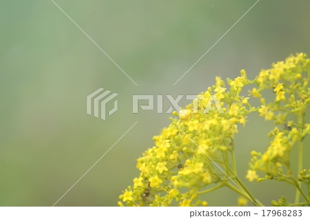 A maiden flower 17968283