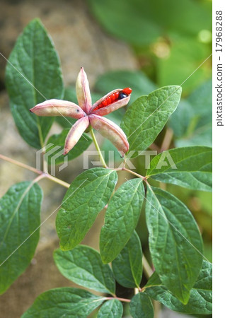 Yamama's fruit 17968288