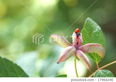 美麗的山牡丹 17968290