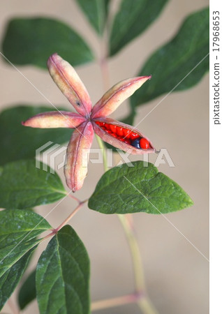 Mountain peony 17968653