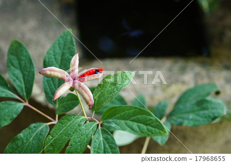 To the tea room 17968655