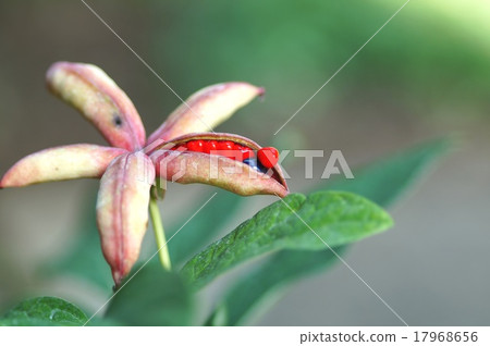 Up of fruit of mountain peony medicine 17968656