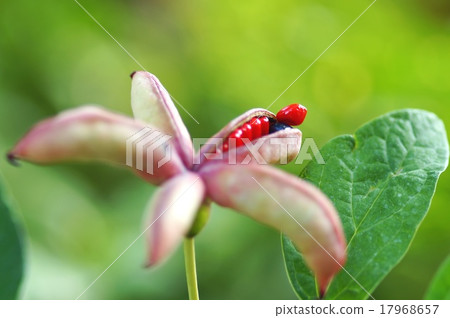 With backlight 17968657