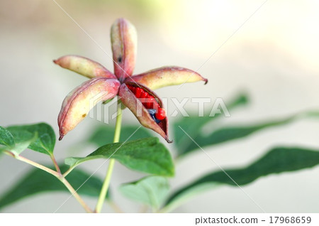 Light mountain peony fruit 17968659
