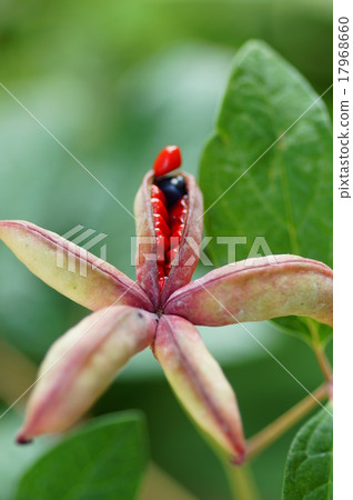 Peony seeds　 17968660