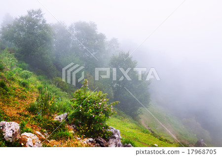 Misty dawn Misty dawn 17968705