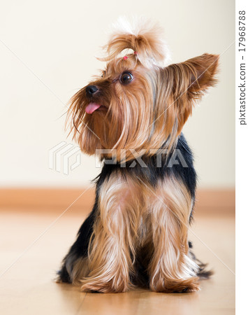 Yorkshire Terrier dog sitting on floor indoor 17968788