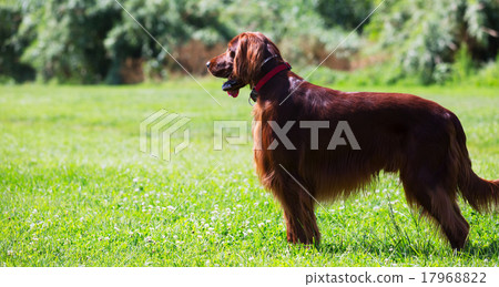 Red Irish Setter Red Irish Setter 17968822