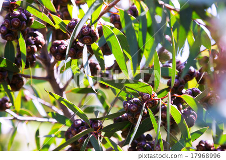 Closeup of soap mallee plant 17968996