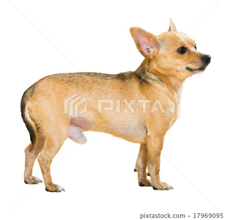 Russkiy Toy 17969095