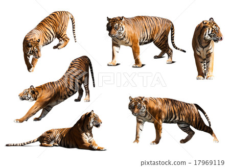 set of tigers. Isolated over white background set of tigers. Isolated over white background 17969119