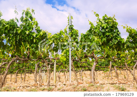 Vineyards plant in sunny day 17969129