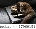 Laying cat 17969151