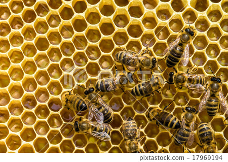 bees bees 17969194