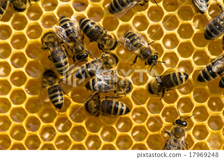 bees swarming on a honeycomb bees swarming on a honeycomb 17969248