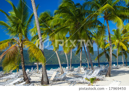 Palm tree 17969450