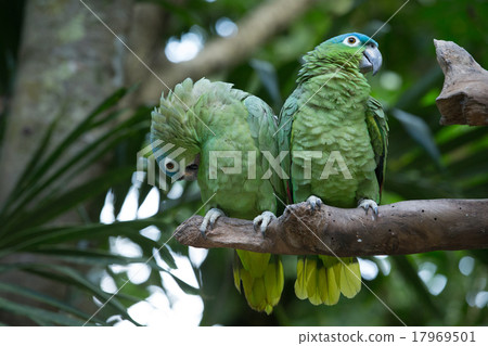 parrot bird 17969501