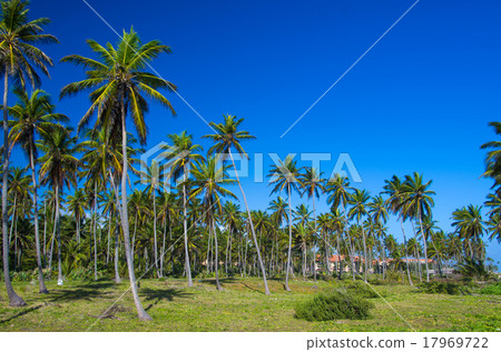 Palm tree Palm tree 17969722
