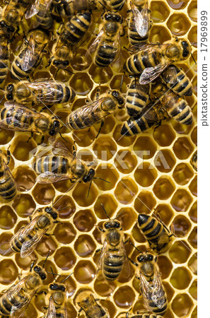 bees swarming on a honeycomb 17969899
