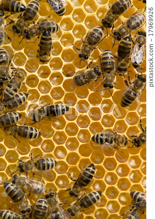 bees swarming on a honeycomb 17969926