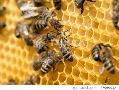 bees swarming on a honeycomb bees swarming on a honeycomb 17969932