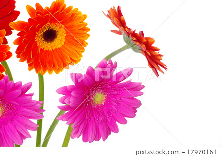 flowers flowers 17970161