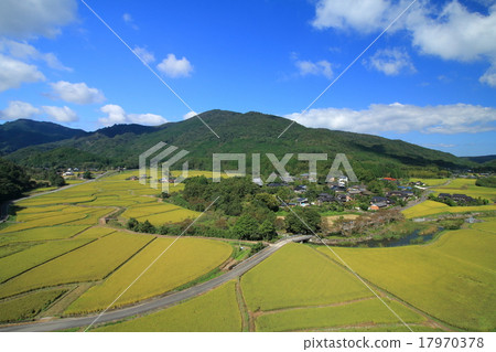 Autumn rice paddy 17970378