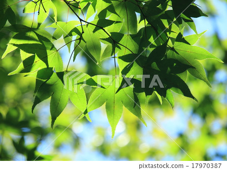 青葉的Momiji 青葉的Momiji 17970387