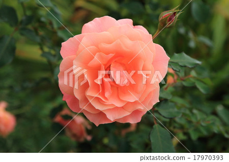 Rose (Bordur Abriko) Rose (Bordur Abriko) 17970393