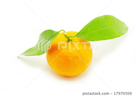 mandarin mandarin 17970509