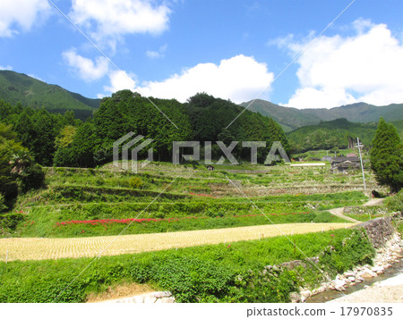 Rice Terrace Rice Terrace (Ishidari no Tana) 17970835
