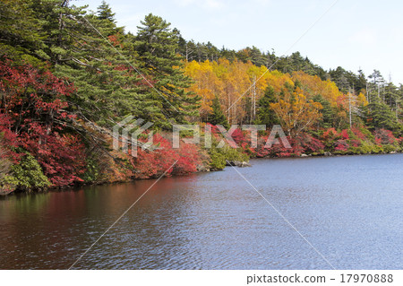 白色葉子葉子 17970888