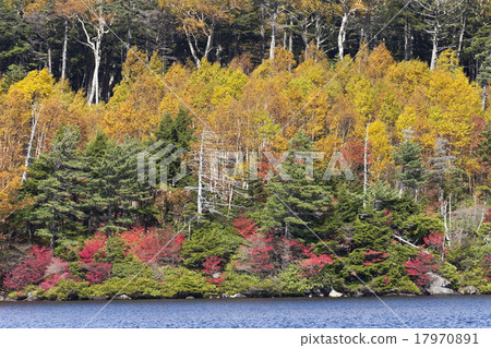 白色葉子葉子 17970891