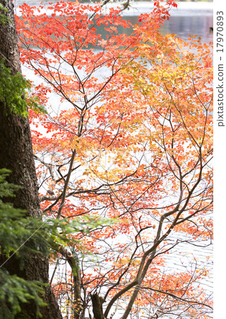 白色葉子葉子 17970893