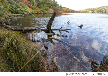Leaves of white leaves Leaves of white leaves 17970897