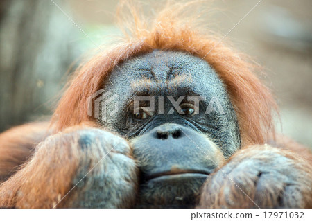 orangutan monkey close up portrait orangutan monkey close up portrait 17971032