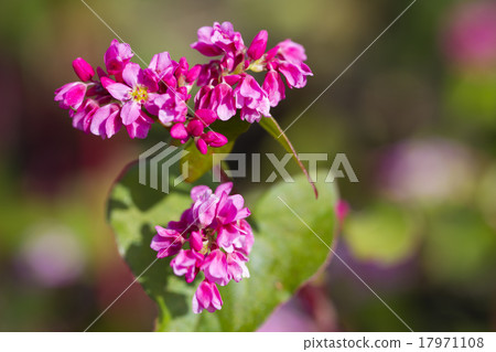 紅蕎麥花 17971108