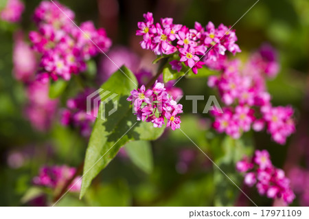 紅蕎麥花 17971109