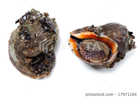 Two veined rapa whelk covered with small mussels Two veined rapa whelk covered with small mussels 17971266