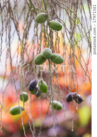 Vine plant fruit 17971381