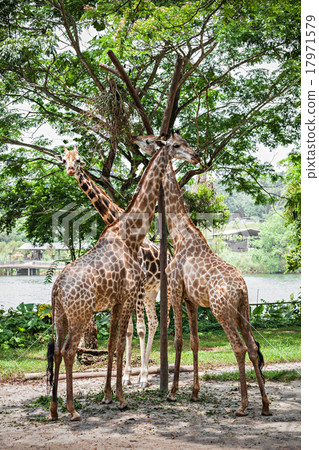 Giraffes 17971579