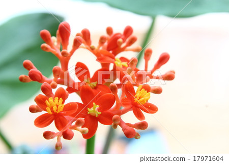 Pretty coral oil Tung flowers Pretty coral oil Tung flowers 17971604