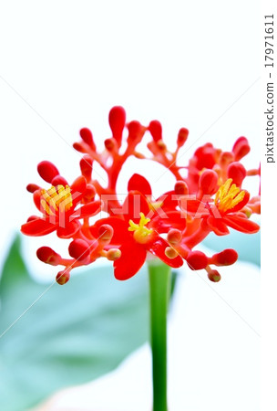 Pretty coral oil Tung flowers Pretty coral oil Tung flowers 17971611