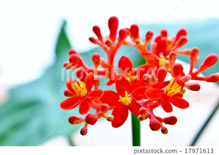 漂亮的珊瑚油桐花 漂亮的珊瑚油桐花 17971613