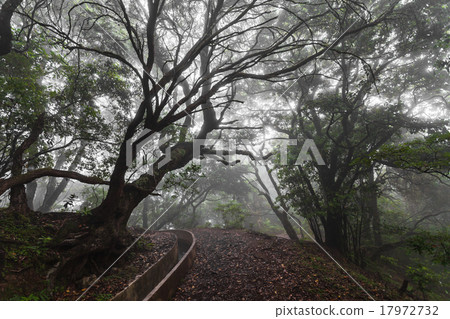 Fantasy forest, Madeira Island 17972732