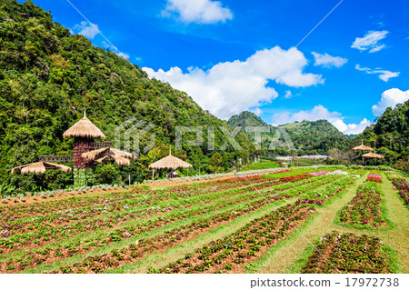 Doi Ang Khang Doi Ang Khang 17972738